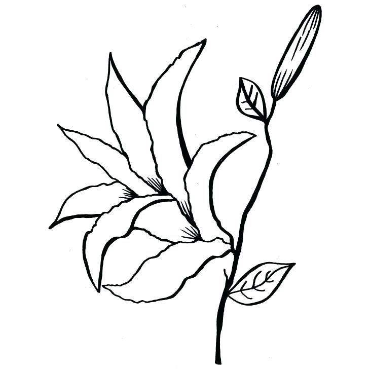 728x728 Calla Lily Coloring Pages Medium Size Of Coloring Book And Pages