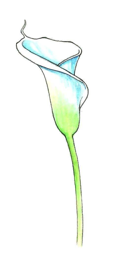 504x1076 Calla Lily Drawing Collection Of Calla Lily Drawing Outline High
