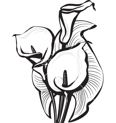 380x400 Calla Lily Flowers Drawings