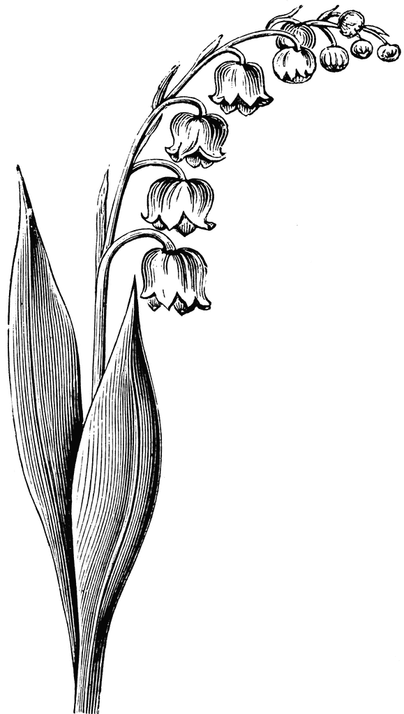 579x1024 Gladiolus Drawing Lily Valley Flower For Free Download