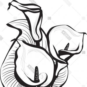 Calla Lily Drawing Outline | Free download on ClipArtMag