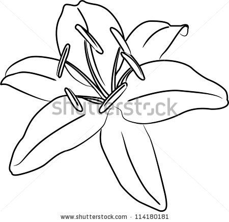 450x436 Lily Flower Vector Outline
