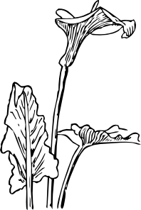198x296 Calla Lily Clip Art