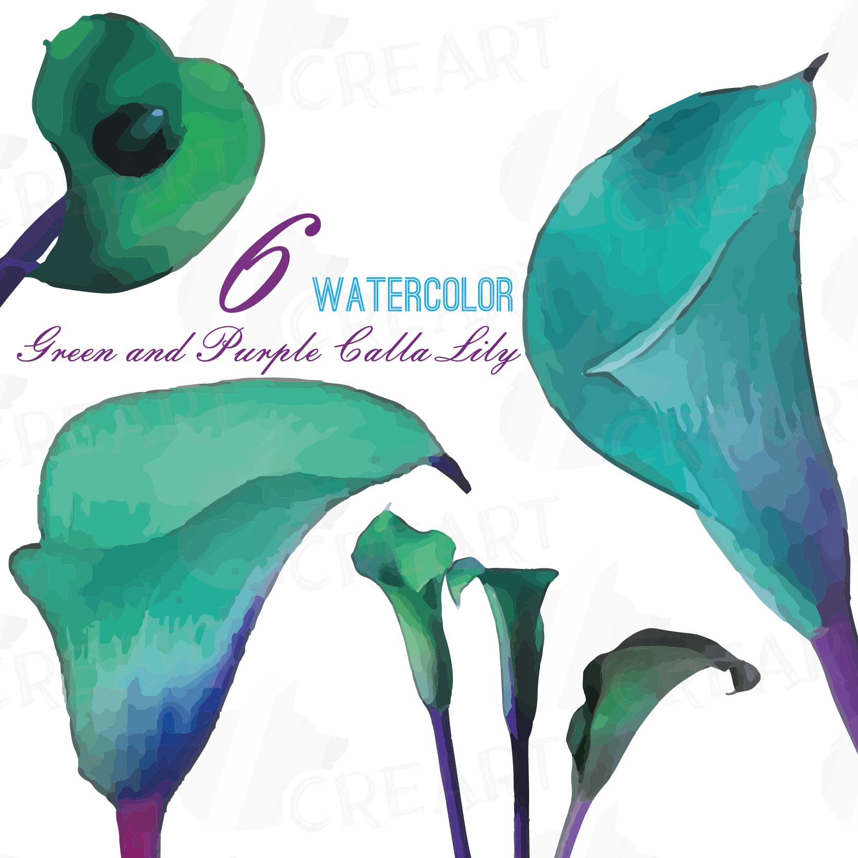 1667x1668 Calla Lily Hand Painted Watercolor Clip Art Pack, Zantedeschia