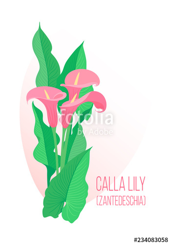 350x500 color graphic drawing of bouquet of festive, glamour southern pink