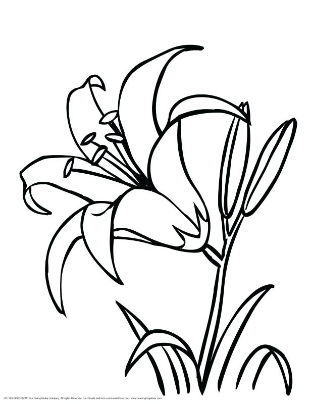 618x800 Lily Flower Outline Outline Lily Royalty Free Vector Image Tattoo