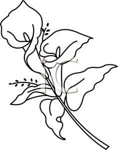 236x300 Lovely Calla Lily Coloring Pages