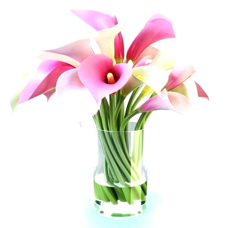 750x750 Calla Lily Coloring Pages Playanamehelp