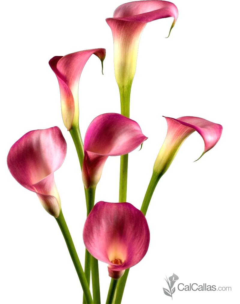 800x1014 Calla Lily Black Meaning Drawing Tutorial