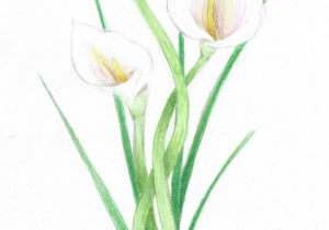 300x210 calla lily pencil sketch calla lily flower bouquet pencil drawing