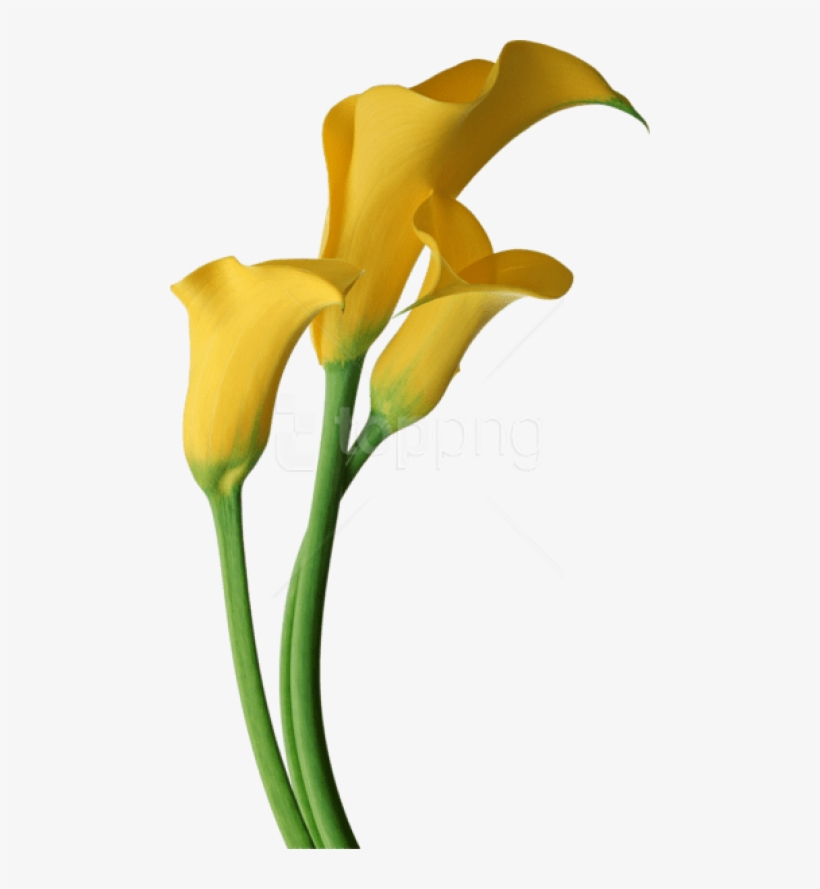 820x889 Free Png Download Yellow Transparent Calla Lilies Flowers