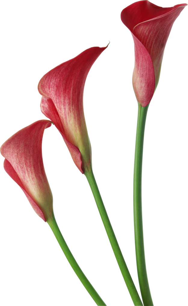 625x1017 Purple Calla Lily Clipart