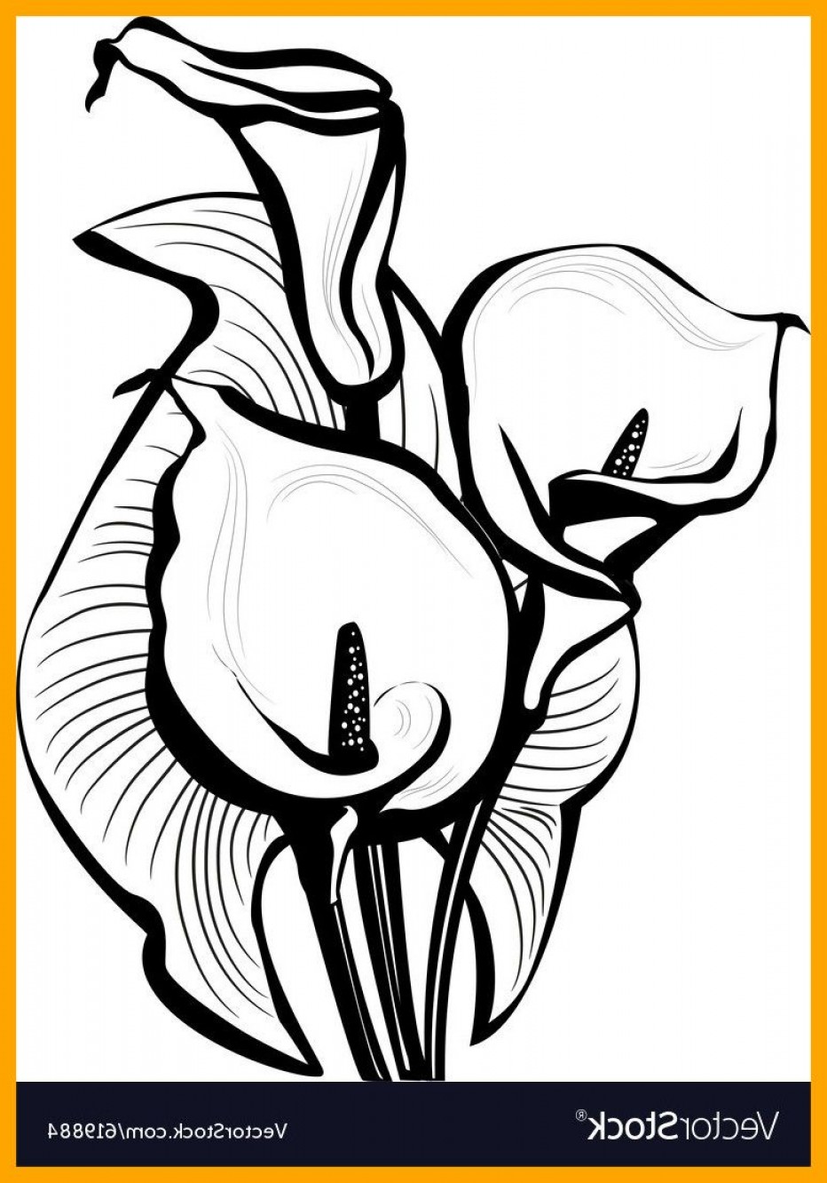 Calla Lily Flower Drawing | Free download on ClipArtMag
