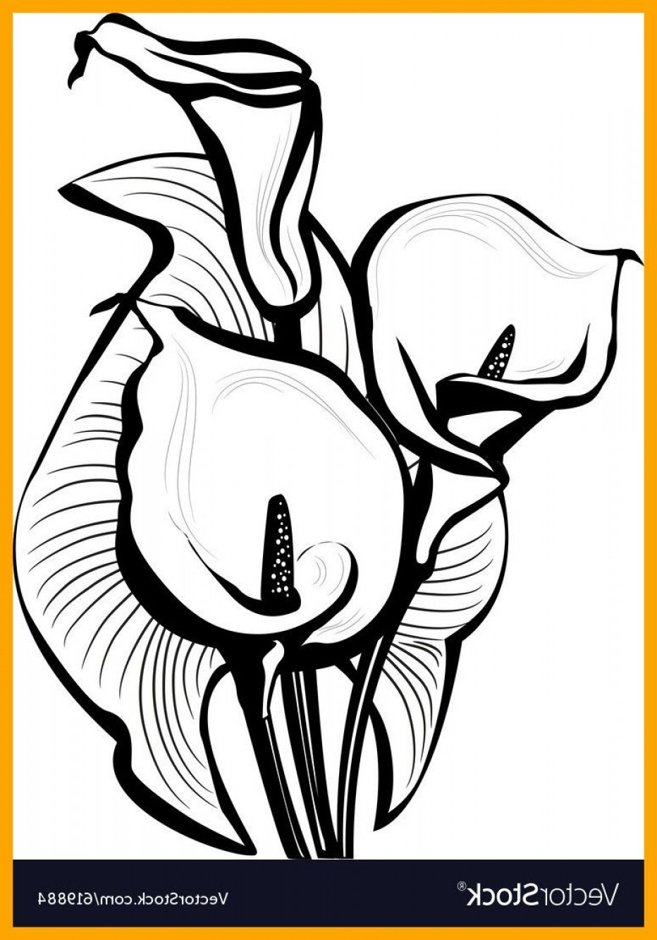 932x1332 Best Sketch Of Calla Lilies Royalty Vector Image Pict Lily Flower