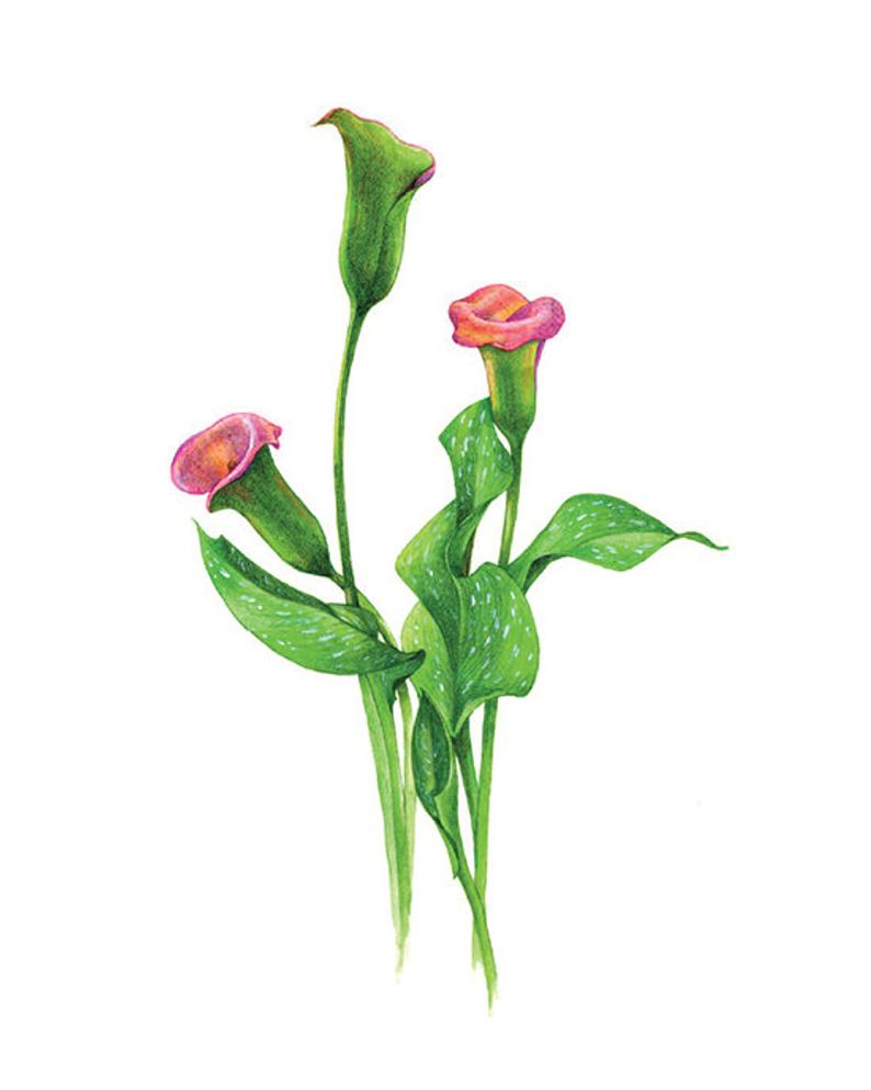 794x993 Botanical Illustration Print From Original Watercolor Flower Etsy