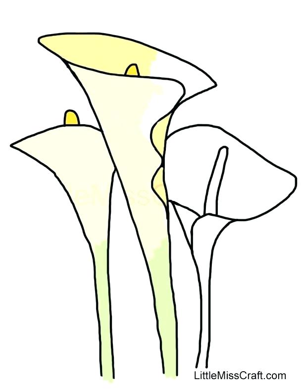 Calla Lily Line Drawing | Free download on ClipArtMag