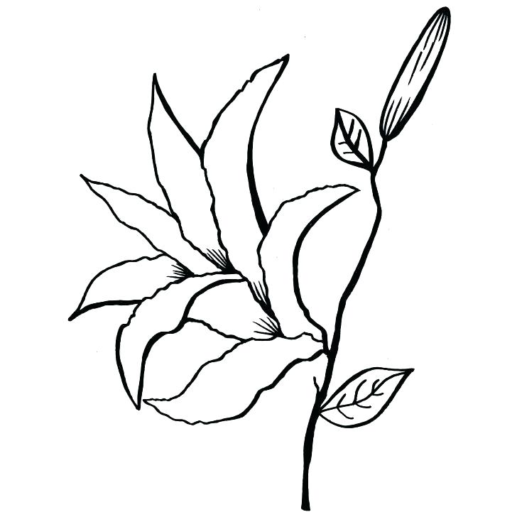 728x728 Calla Lily Coloring Pages Pad