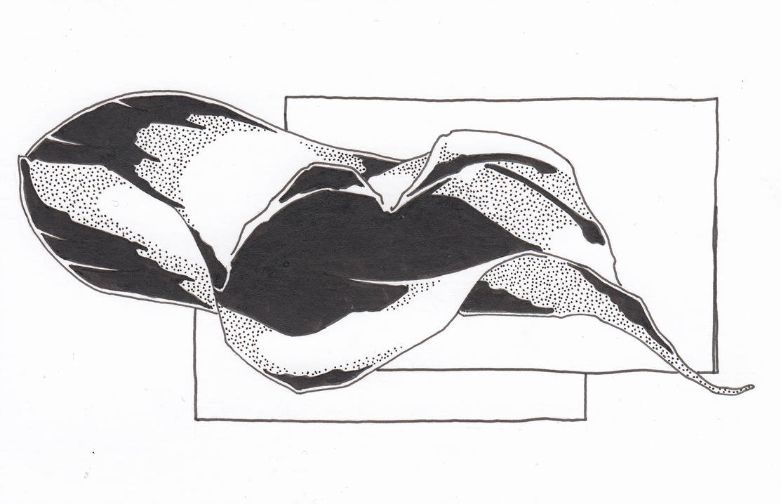 1113x718 Calla Lily Study