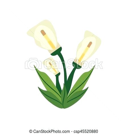 450x470 Calla Lily Flower Drawing