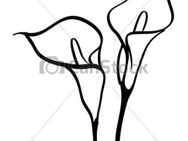 640x480 Calla Lily Clipart