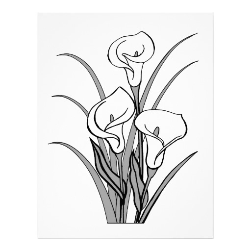 512x512 calla lily clipart line drawing pencil and in color on calla lily