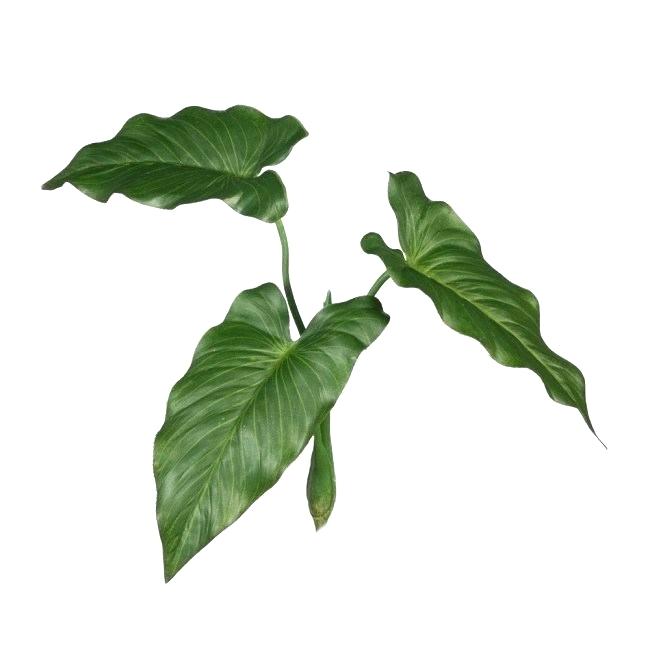 650x650 Calla Lily Leaves Lilly Leaf Pick Turning Yellow