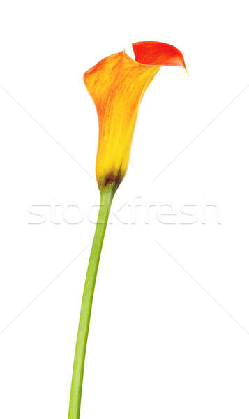 357x600 Calla Lily Stock Photos, Stock Images And Vectors Stockfresh