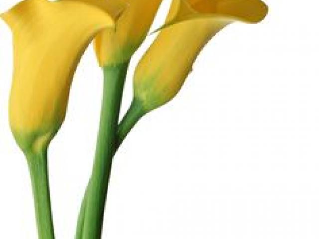 640x480 Free Calla Lily Clipart, Download Free Clip Art