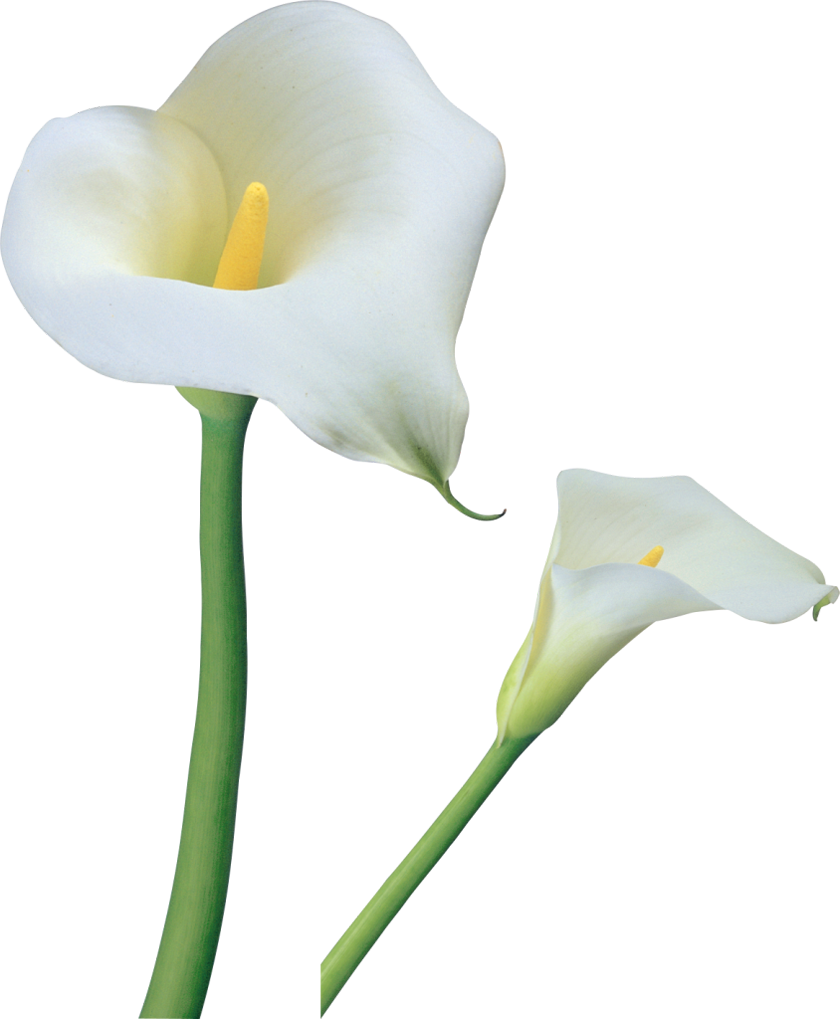 840x1019 Huge Collection Of 'calla Lily Clipart' Download More Than