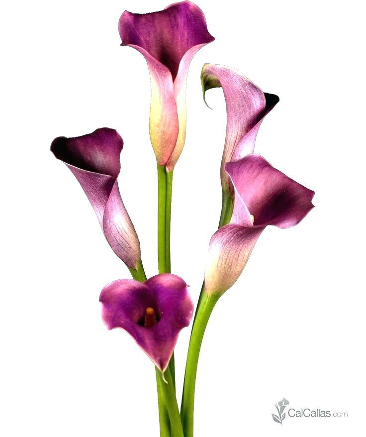 736x878 Liliies In Pencil Drawings Of Flowers Gardening Flower