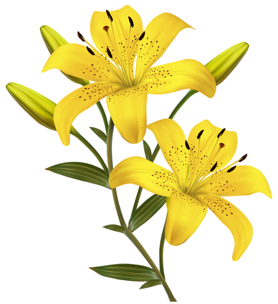 549x600 Pencils Drawing Lily Transparent Png Clipart Free Download