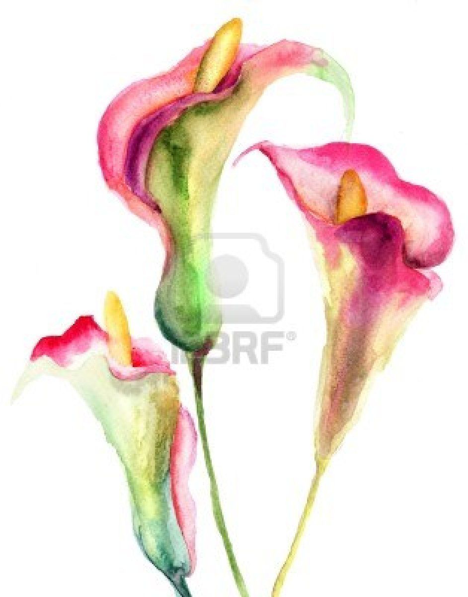 942x1200 stock illustration randomness calla lily tattoos, calla lily