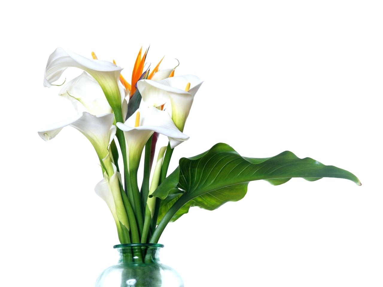 1280x960 cala lilly calla lily colors bulbs season color pages