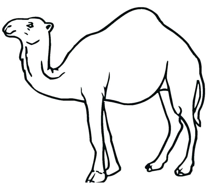 678x600 Camel Coloring