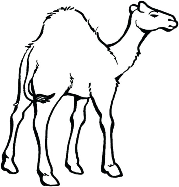 600x626 camel coloring pages camel coloring