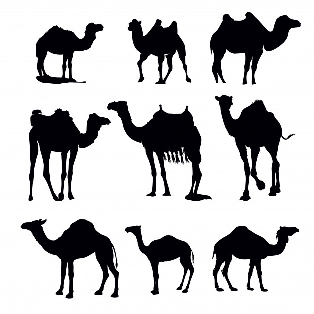 626x626 Camel Vectors, Photos And Free Download