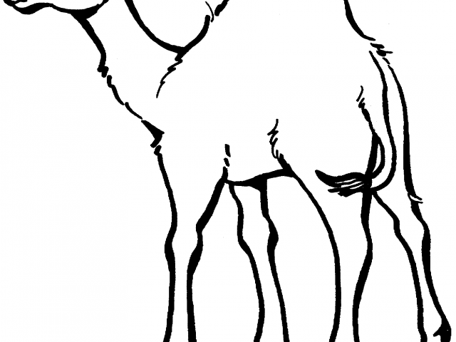 640x480 camels clipart