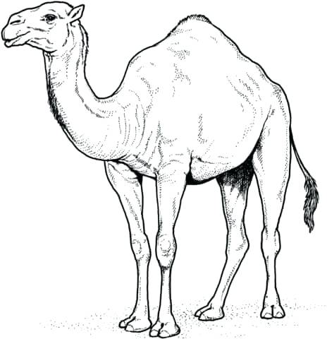 464x480 camels coloring pages alphabet for camel coloring pages cartoon