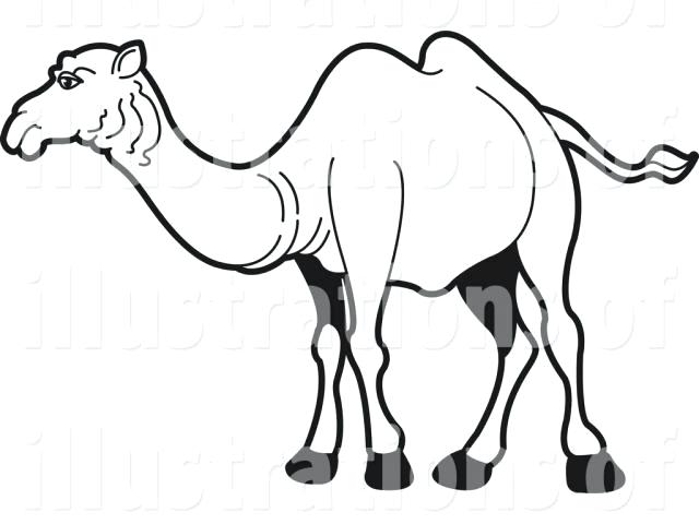 640x480 Easy Draw Camel