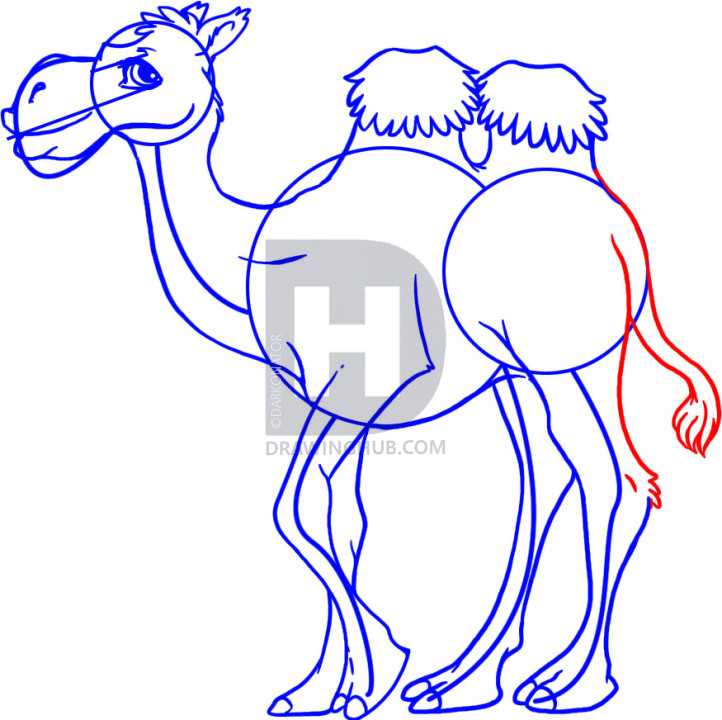 722x720 How To Draw A Cartoon Camel, Step