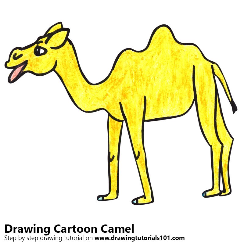 800x800 Learn How To Draw A Cartoon Camel
