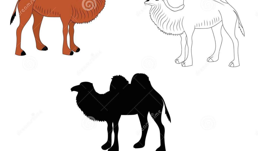 1024x600 Drawing A Cartoon Camel Digital Drawing Of Three Camels Stock