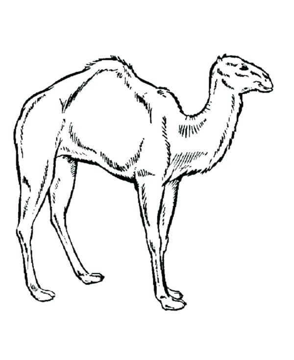 600x734 Drawn Camel Drawing