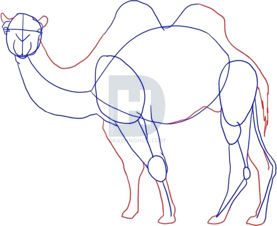883x720 Draw Camel