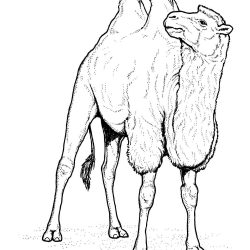 250x250 Camel Drawing Contest Tags Color Pages Jesus Of Animals For Free