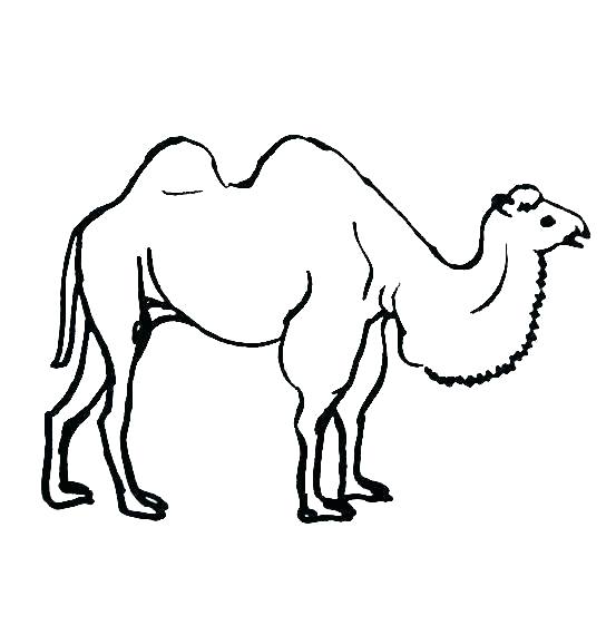 553x570 Camel Coloring Pages Drawing Size Image Cute Cartoon Colori