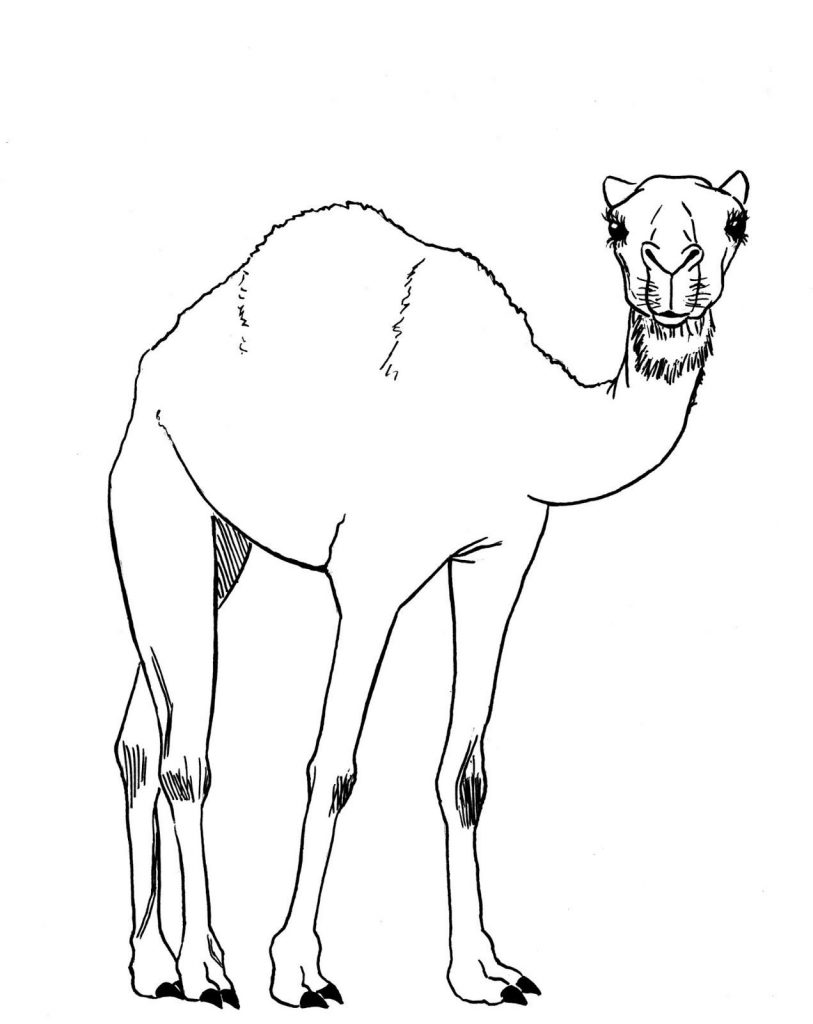 813x1024 camel drawing save how to draw a camel learn to draw
