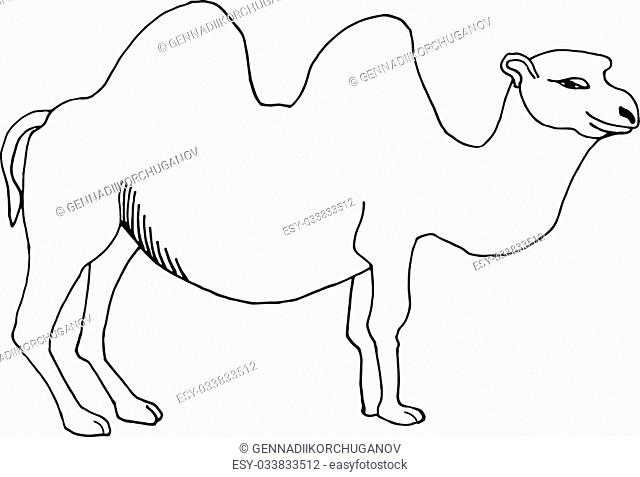 640x477 Camel Coloring Book Stock Photos And Images Age Fotostock