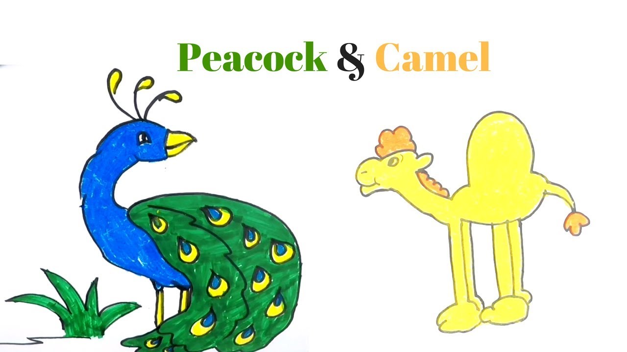 1280x720 Peacock Camel Easy Drawing Tutorial How To Draw Coloring Book