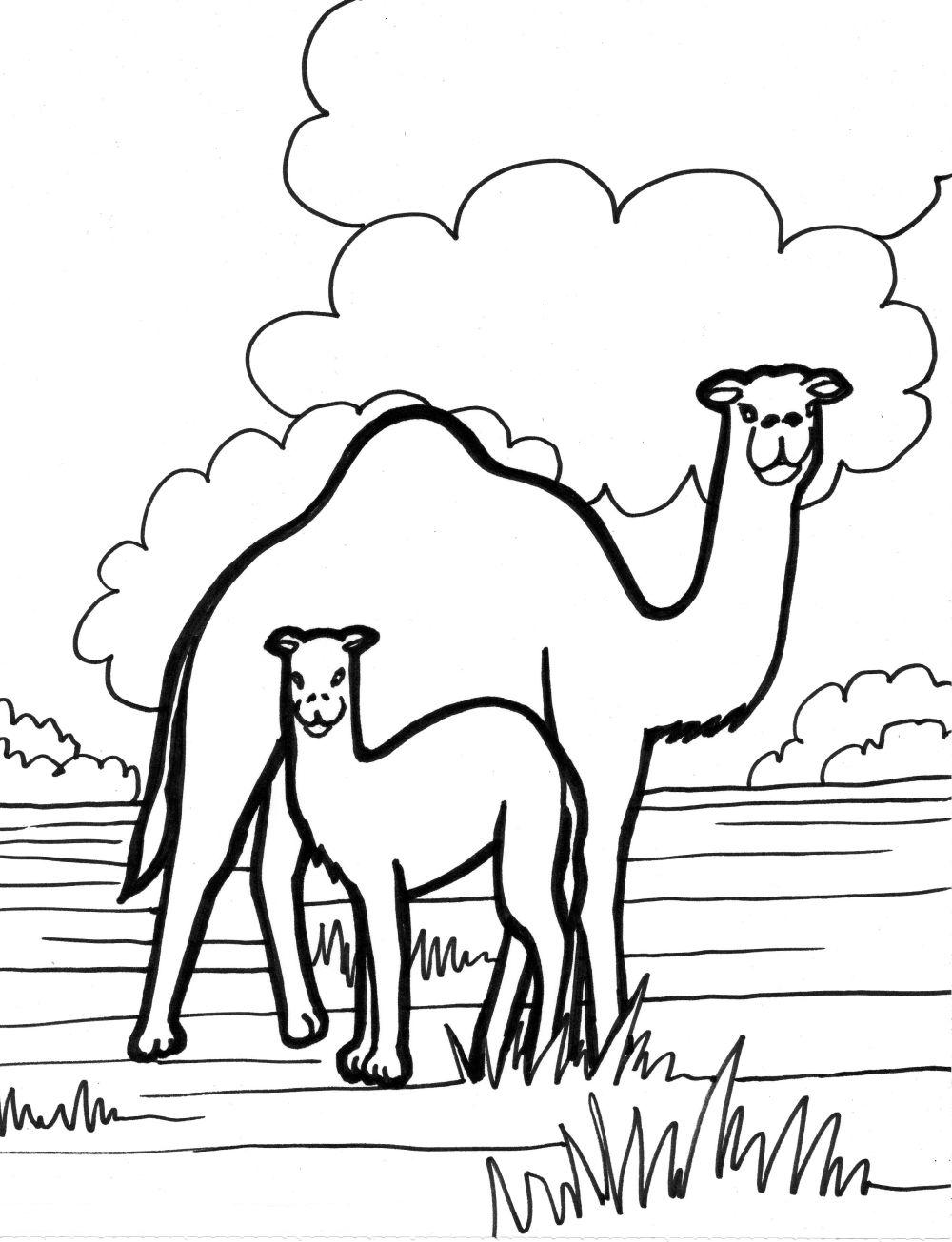 1000x1305 Camels Coloring Pages